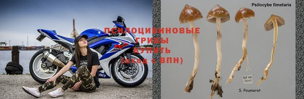 бошки Пересвет
